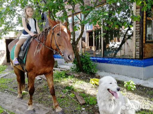 Продам конский навоз в мешках