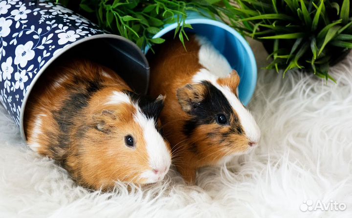 Малыши морские свинки