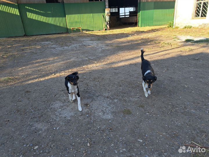Продам щенков