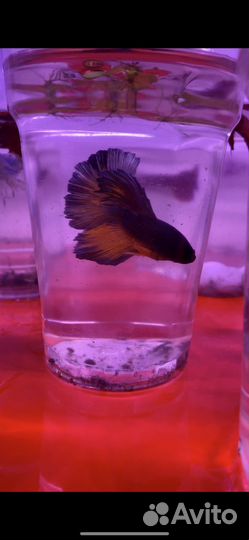 Петушок рыбка