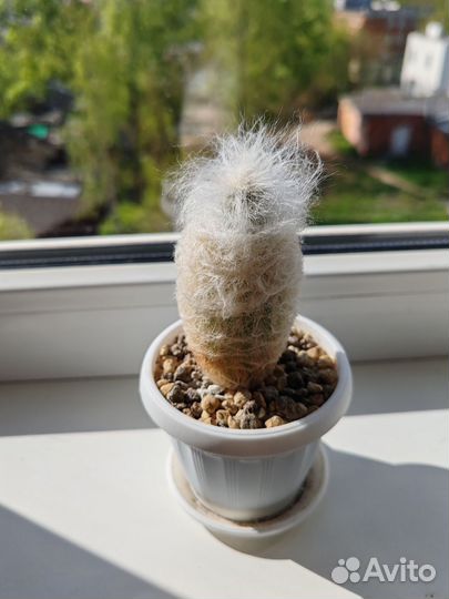 Пушистый кактус