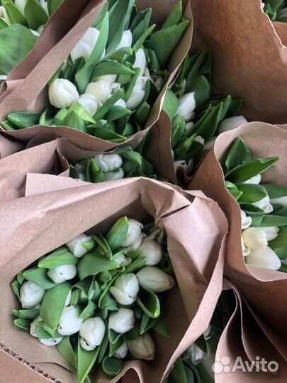 Тюльпаны оптом