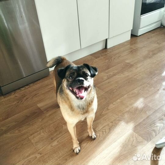 Пти брабансон мальчик