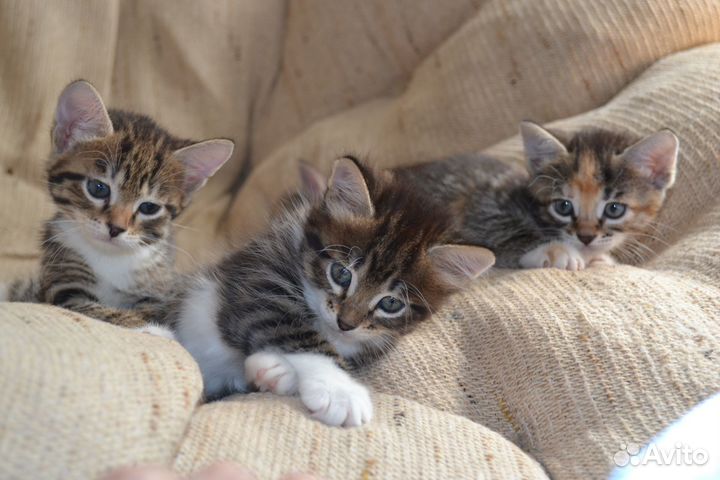 Котята 1,5 месяца
