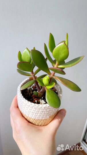 Крассула Овата Обликва (Толстянка Денежное дерево)