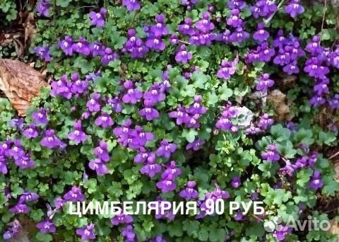 Многолетние цветы почвопокровные