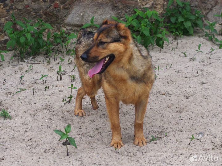 Алиса ищет дом