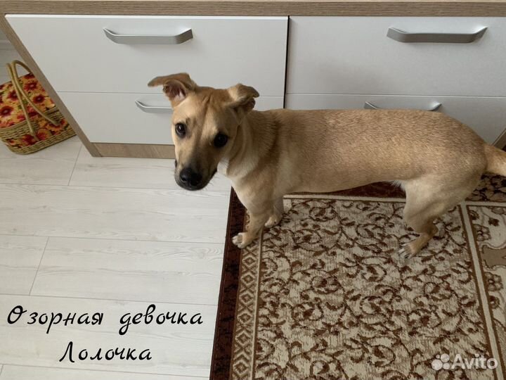 Передержка собак