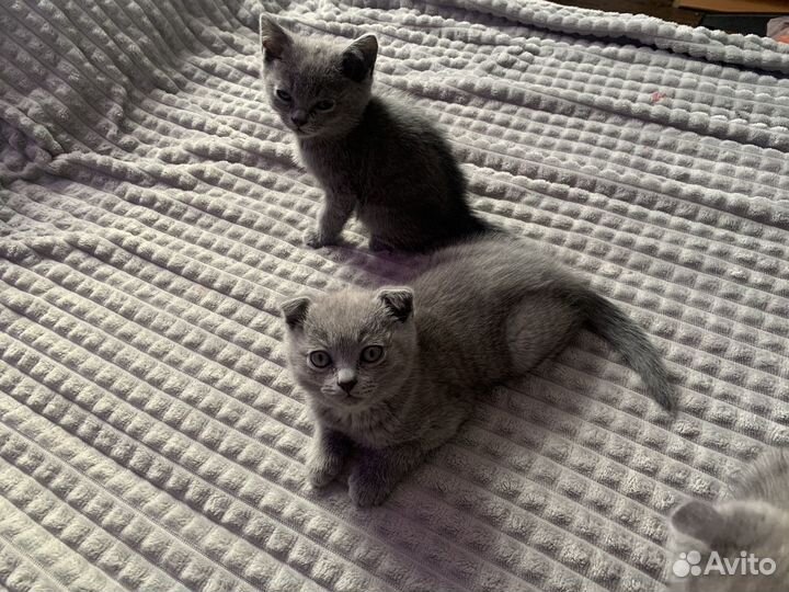 Шотландские котята