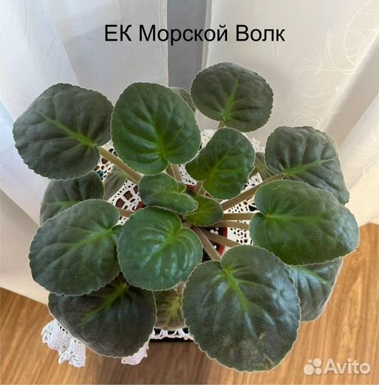 Сортовые фиалки