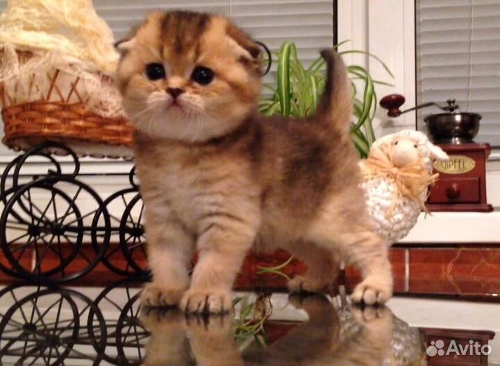 Маленькие тигрята (шотландские котята)