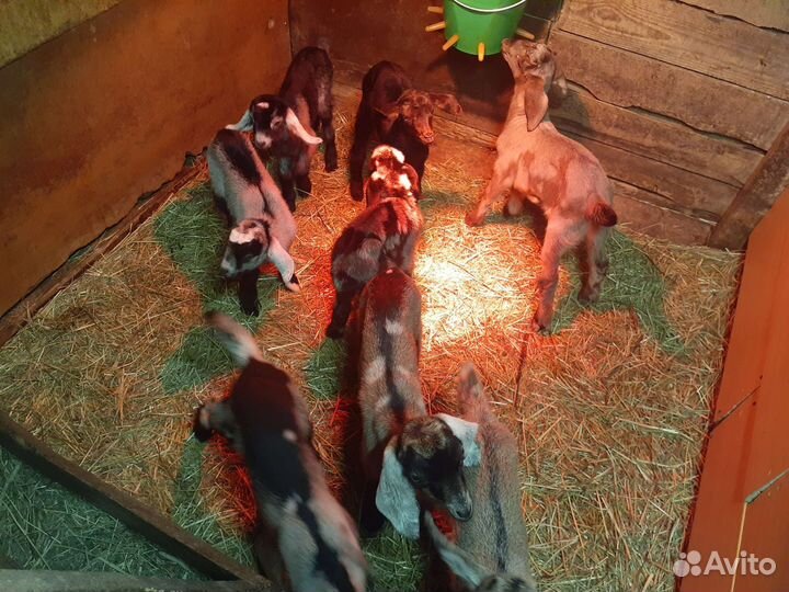 Продам нубийских козлят