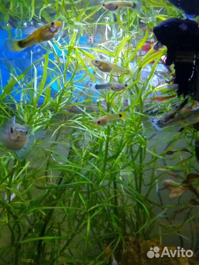 Мальки гуппи