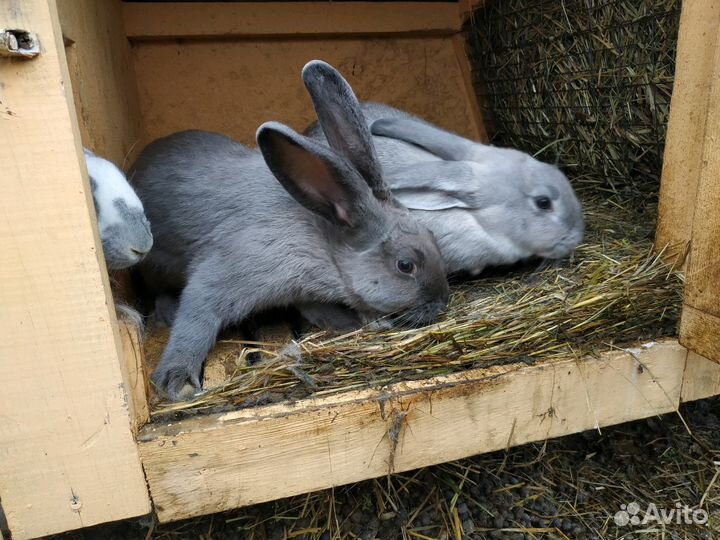 Кролики разных пород