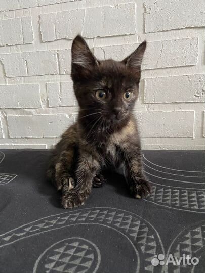 Котята ищут дом