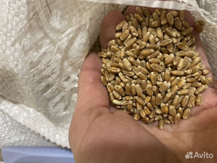 Продам пшеницу зерно