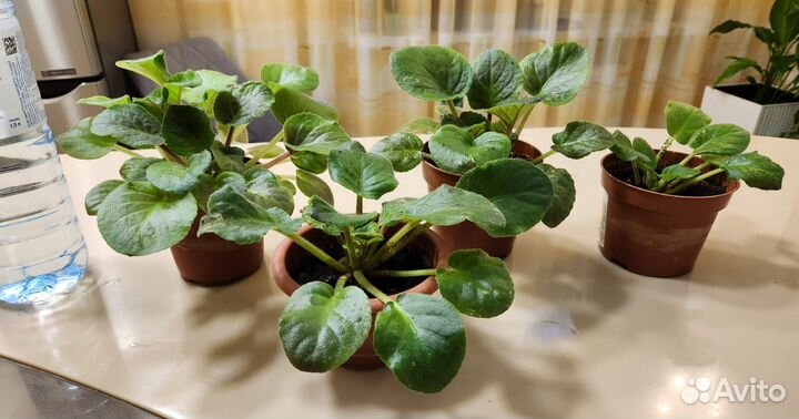 Фиалка фиолетовая