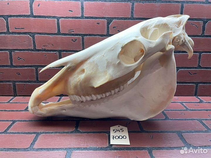 Череп лошади, череп коня