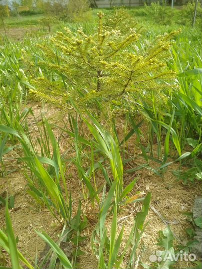 Ель обыкновенная