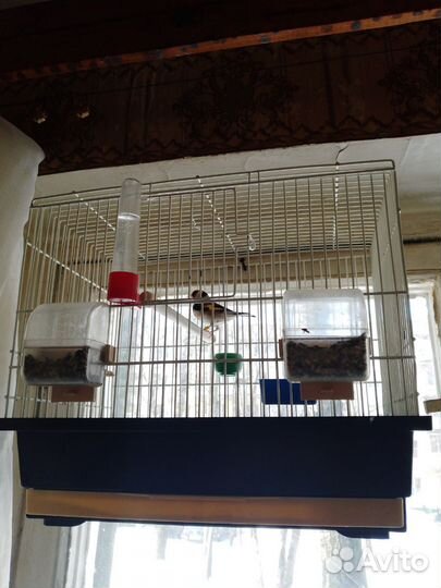 Птица щегол