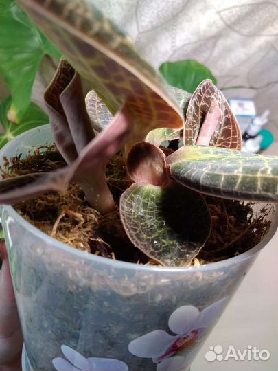 Драгоценная орхидея