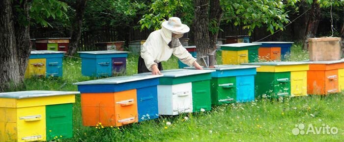 Инвентарь для пасеки