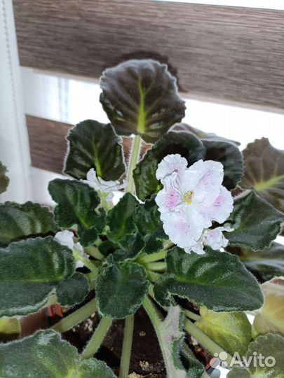 Фиалка цветущая