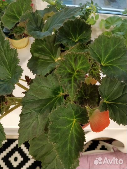 Бегония клубневая