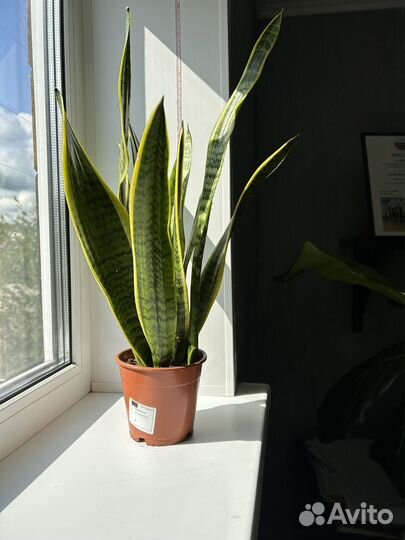 Сансевиерия лауренти