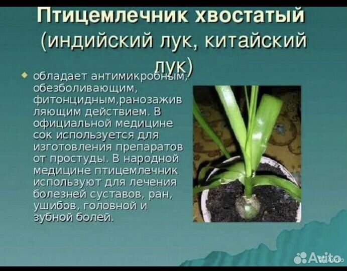 Индийский лук