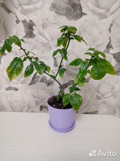 Разные растения