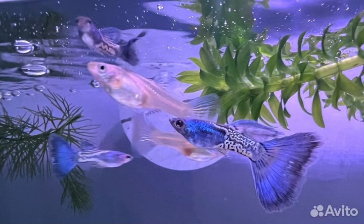 Гуппи чистая линия