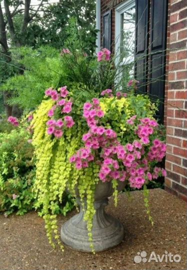 Вербейник монетчатый