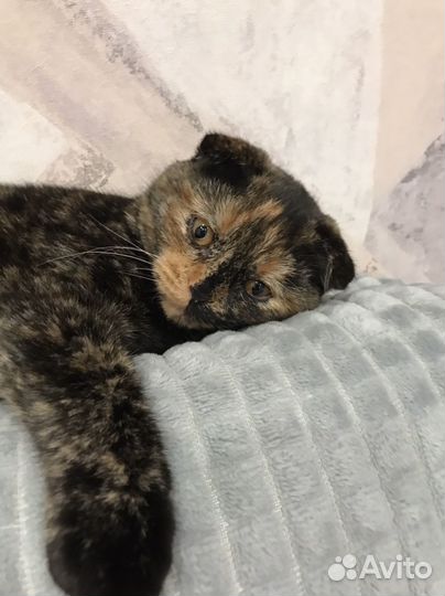 Кошка на вязку