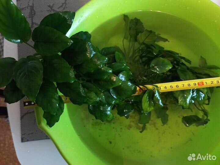 Растения Анубиас