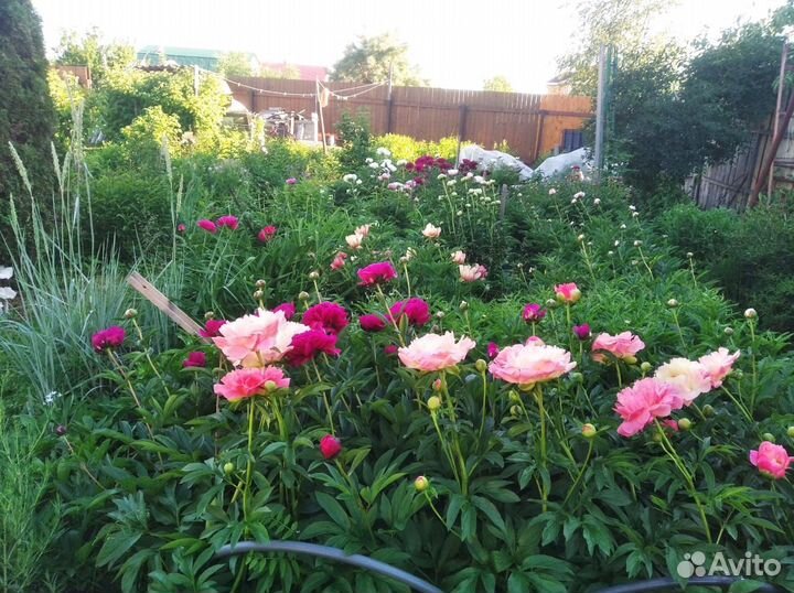 Пионы, ирисы корни, срезка