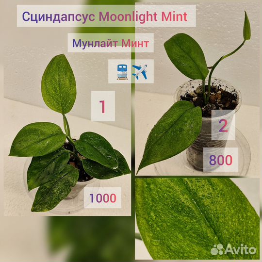 Сциндапсус мунлайт минт/Мооnlight Мint