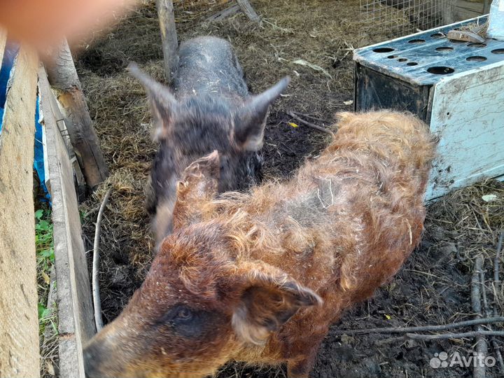 Свиноматка венгерская мангалица