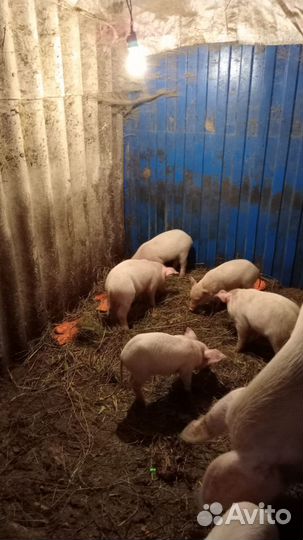 Продаются поросята