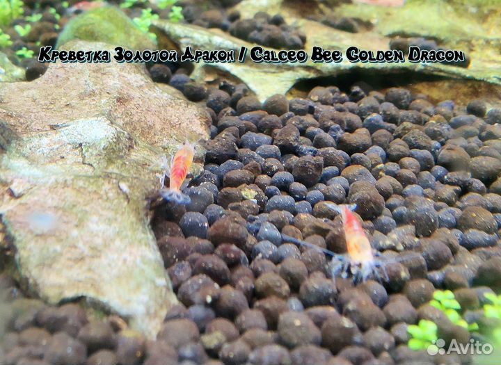 Аквариумные креветки / Aquarium shrimp