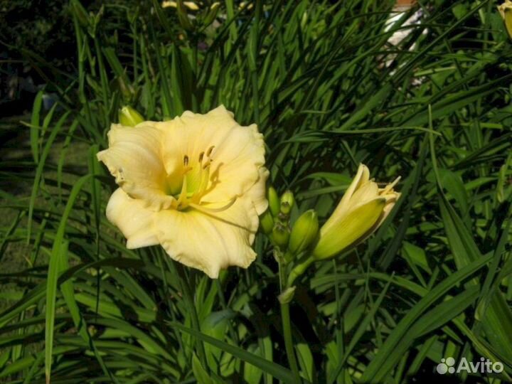 Лилейники Джон сеньор