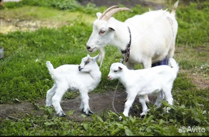 Продается коза и 2 козленка