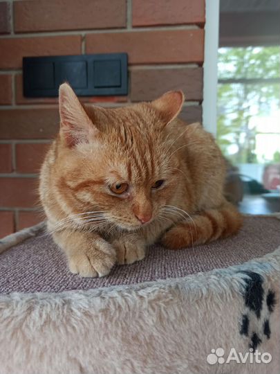 Рыжий котик