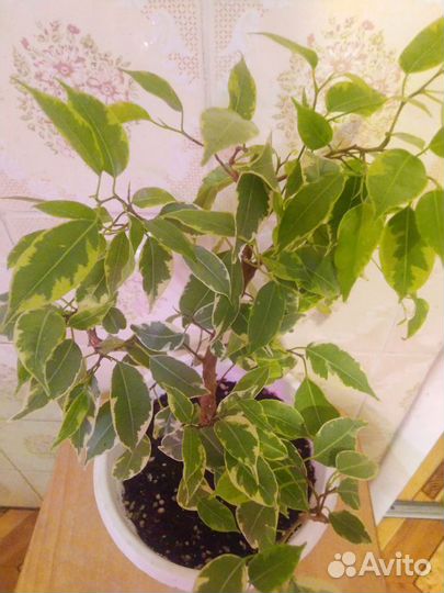 Похожи на бонсайчики