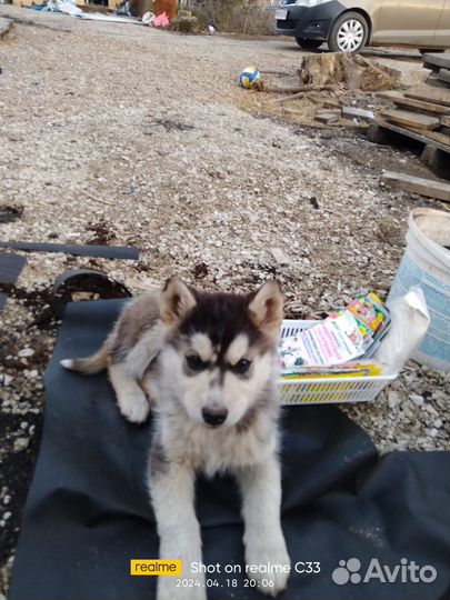 Щенок хаски