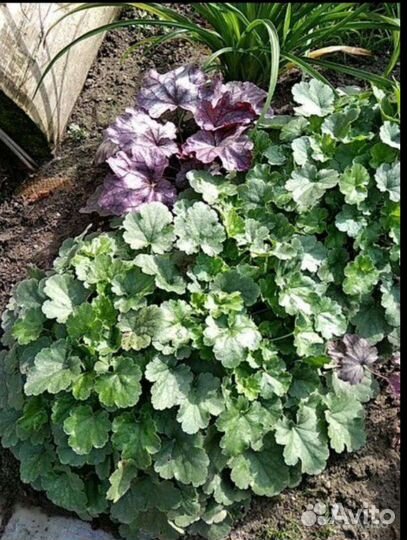 Гейхеры, Седум, Флокс ранний, Кочедыжник