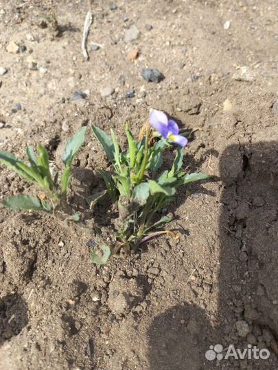 Анютины глазки