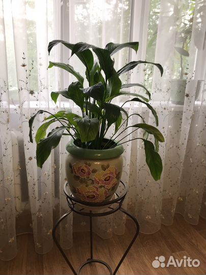 Комнатные цветы