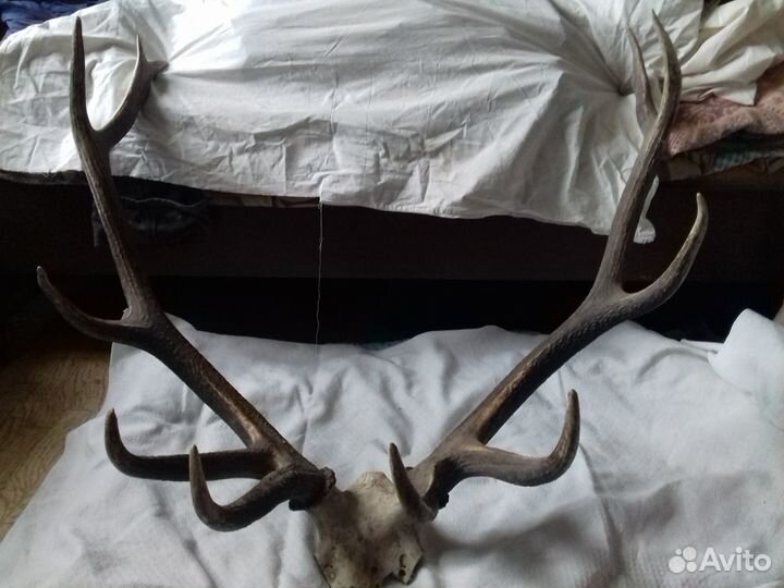 Рога изюбра