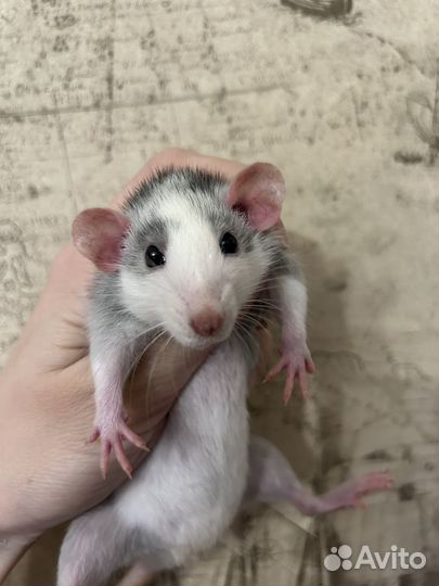 Крысята Дамбо девочки 1,5 месяца